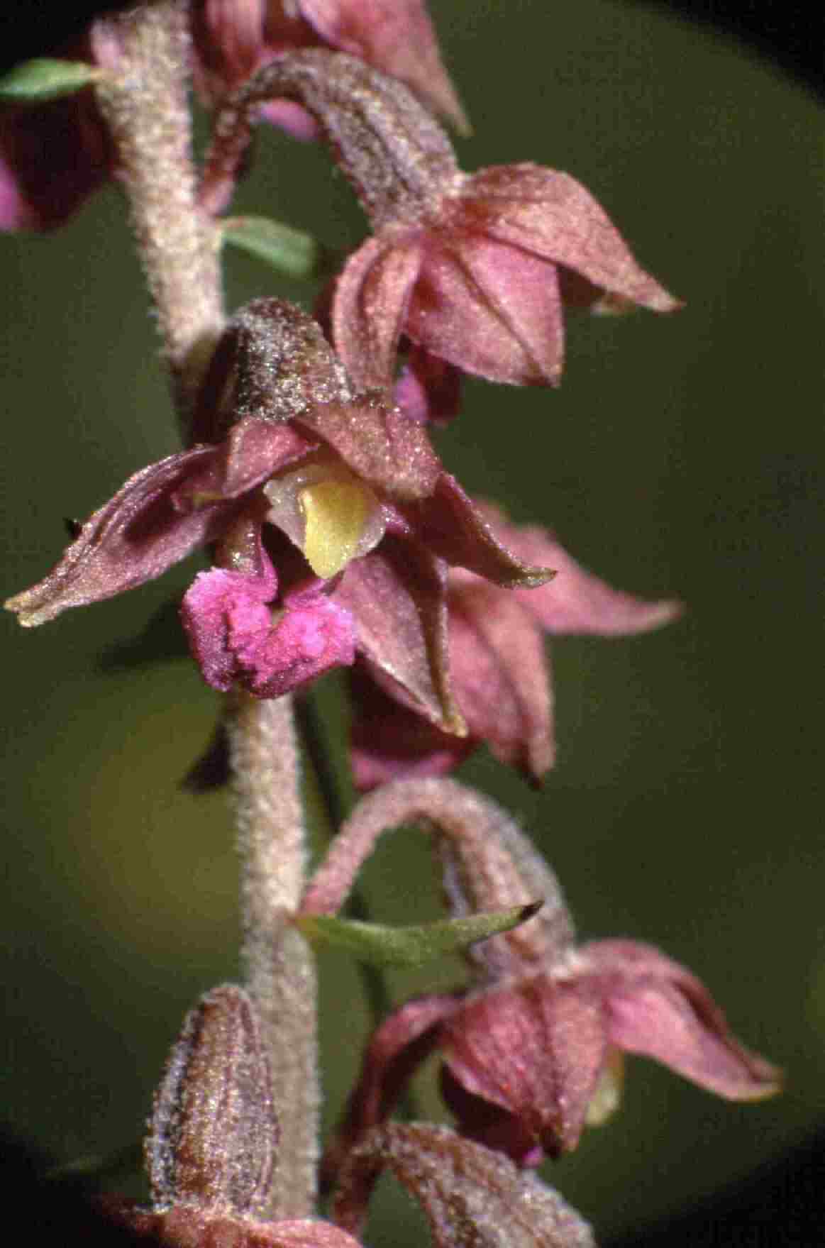 Dark-red Helleborine - John Hope